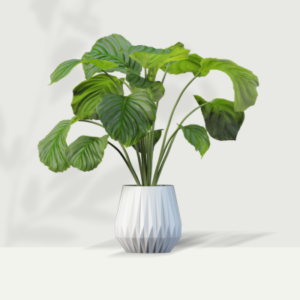Marble Queen