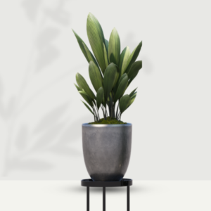 Rubber Plant