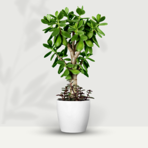Jade Plant